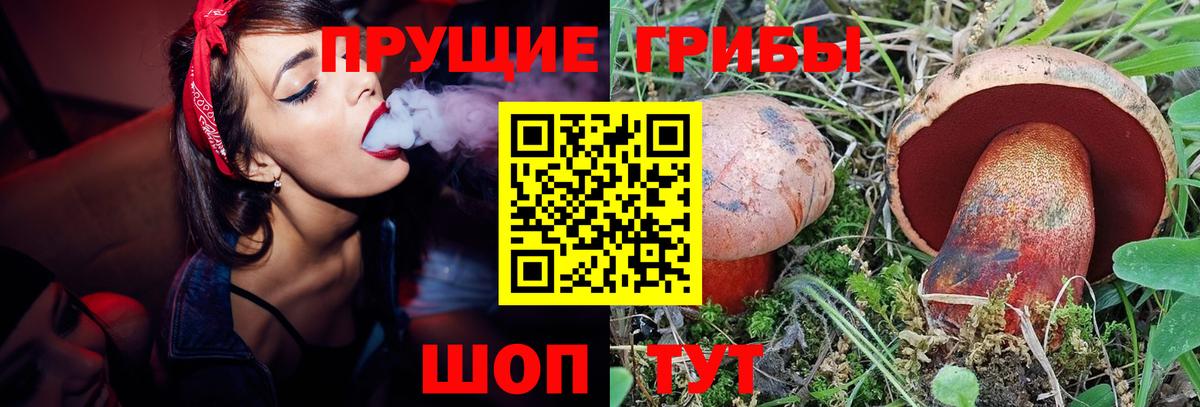 Псилоцибиновые грибы Psilocybe Владикавказ